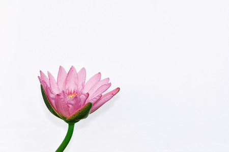 Lotus isolated single background image on the surfaceの写真素材