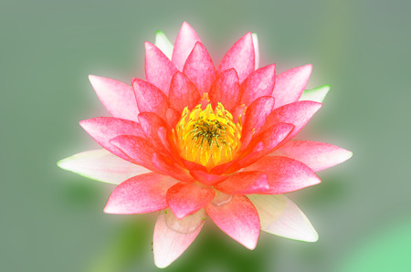 Lotus isolated single background image on the surfaceの写真素材