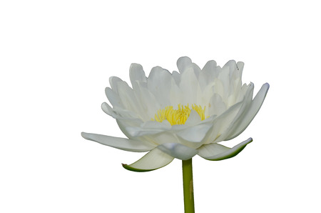 Lotus isolated single background image on the surfaceの写真素材
