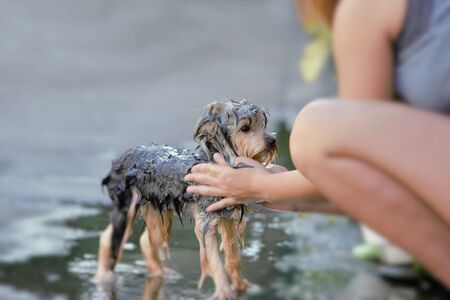 A dog taking a shower with soap and water Blur background