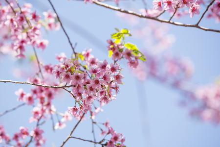 Spring season flower queen tiger in a beautiful landscape in the backgroundの写真素材