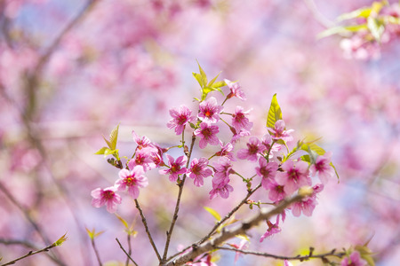Spring season flower queen tiger in a beautiful landscape in the backgroundの写真素材