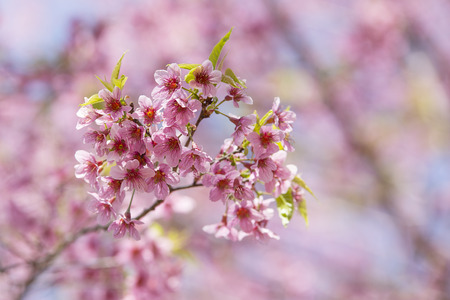Spring season flower queen tiger in a beautiful landscape in the backgroundの写真素材