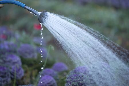 Texture background in worker watering the tree yard in the morningの写真素材
