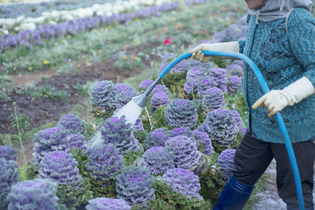 Texture background in worker watering the tree yard in the morningの写真素材
