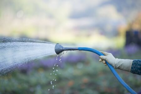 Texture background in worker watering the tree yard in the morningの写真素材