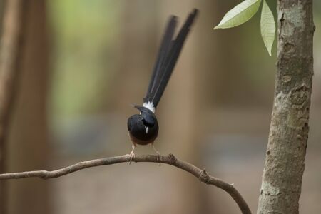 White-rumped Shama Texture backgroundの写真素材