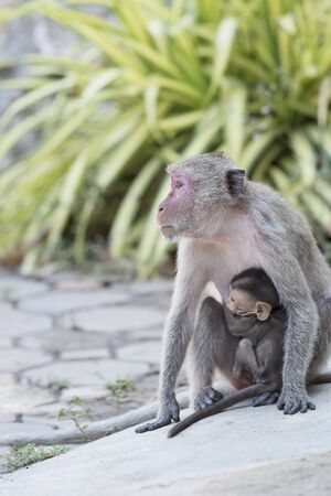Mother monkey and baby monkey in the forest.