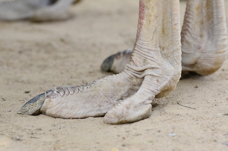 Close-up of head: Note the highly modified feathersの写真素材