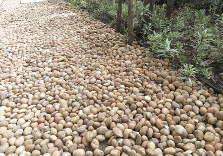 Gardening combines plant and shrub and Gravel with drainの写真素材