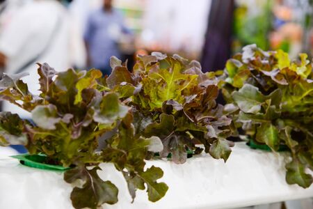 Agriculture cultivates organic hydroponic vegetable garden in Thailandの写真素材