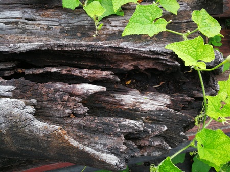 Pianta che cresce su legno su sfondo verde in Natural backgroundの写真素材