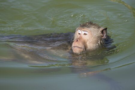 Mammal monkeys are swimming in the pool.の写真素材