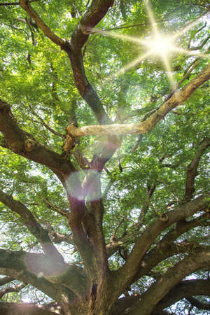 Big tree with sun light in Old big tree branch Kanchanaburi natural park