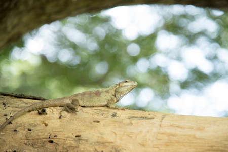 A brown lizard on a tree bokeh background beautifully blurred.の写真素材