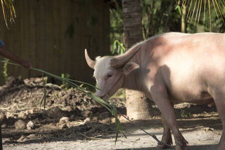 An albino water buffalo that was tied ropeの写真素材