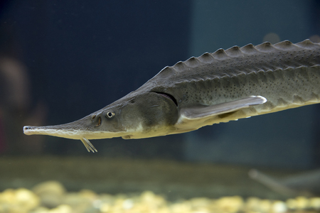 Siberian sturgeon (Acipenser baerii). Wild life animal.