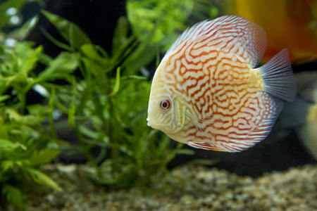 Discus fish, Orange Symphysodon Discus in aquarium.の写真素材