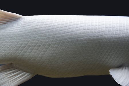 Siberian sturgeon (Acipenser baerii). Wild life animal.の写真素材