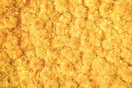 Flower Marigold nature with copy space in Natural backgroundの写真素材