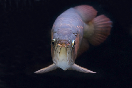 Asian arowana copy space using as background or wallpaper.の写真素材