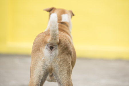 The back of the dog is standing on a yellow background backdropの写真素材