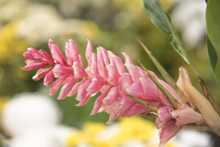 Galangal red flowers in the nature in Abstract background