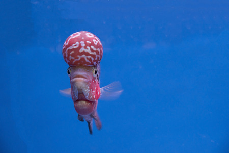 Flowerhorn Cichlid fish in Texture backgroundの写真素材