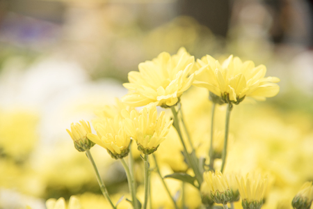 Flower nature as natural background or wallpaper.の写真素材