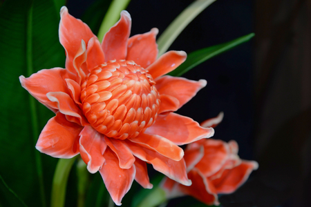 Artificial flowers on the background concept wallpaper.の写真素材