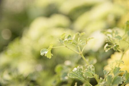 Flower nature as natural background or wallpaper.の写真素材