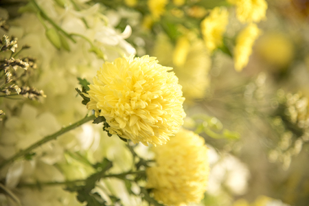 Flower nature as natural background or wallpaper.の写真素材