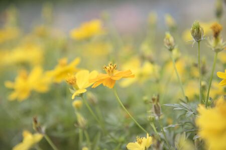 Yellow flowers on the background are naturally blurred, Natural plants landscape using as a...