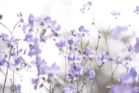 Purple flower field, soft blurred in white background.の写真素材