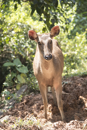 Wild deer in the wild is the background or wallpaper.の写真素材