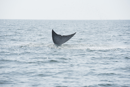 Ecosystems have improved. Find the whale near the coast of Samut Sakhonの写真素材