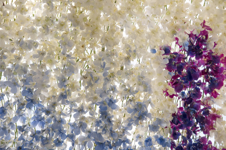 Flower Orchid as natural background or wallpaper concept.の写真素材