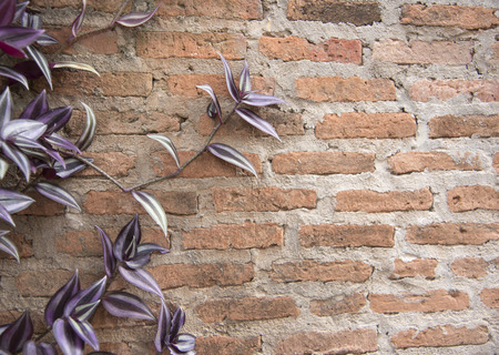 Closeup of brick wall with ivy on the sides as a background or wallpaper.の写真素材