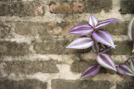 Closeup of brick wall with ivy on the sides as a background or wallpaper.の写真素材