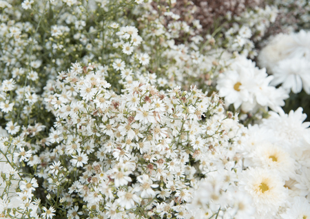 Flower nature as natural background as background or wallpaper.の写真素材