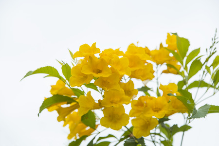 Nature view of flower as a background or wallpaper.の写真素材