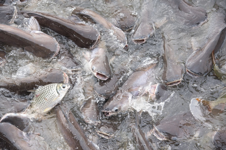 Pangasius fish that eat it up Used as a concept behind online business.の写真素材