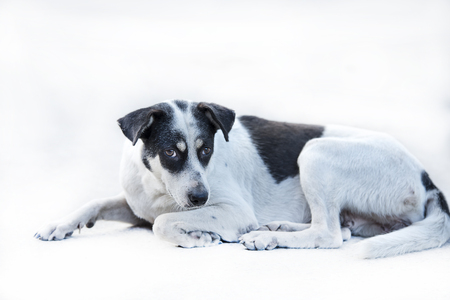 black dog lying on the ground in Texture backgroundの写真素材