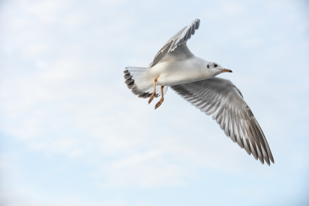 Seagull, the white bird from siberia fly to Bangpoo Thailandの写真素材