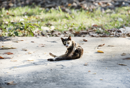 Cute yellow cat relaxing on brick floor and morning light.の写真素材