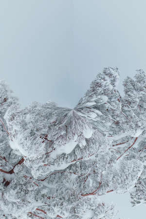 Winter tree pattern in snowの写真素材