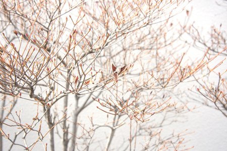 Upper Branches Of Tree. Sunlight Through Green Tree Redの写真素材