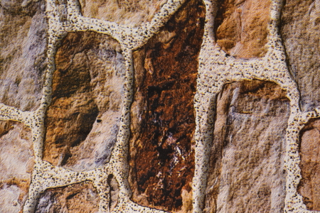 Vintage shabby chic wallpaper with vignette floral pattern, toned imageの写真素材