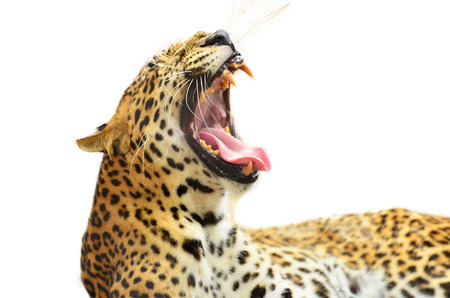 Tiger in the white background.の写真素材