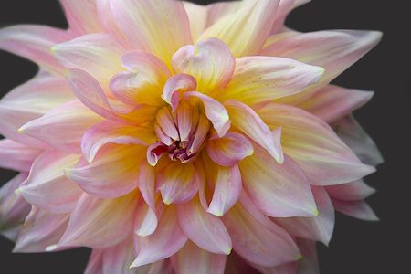 Flowers on black scene, active wallpaperの写真素材